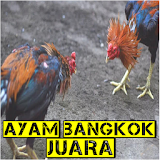 Ayam Bangkok Juara Rahasia Botoh Tua icon