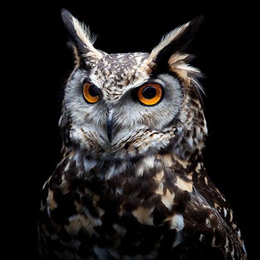 Owl HD Wallpapers  Icon