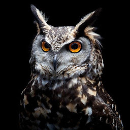 Owl Wallpapers: Night predator հավելվածի պատկերակի նկար