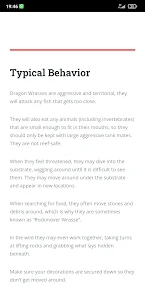 Dragon Wrasse Care Guide
