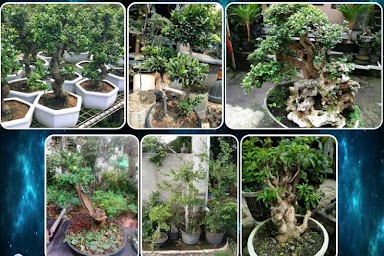 various bonsai plants