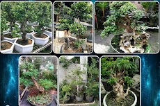 様々な盆栽植物のおすすめ画像5