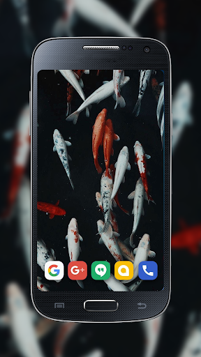 Koi Real Wallpaper Screen 3