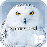Snowy Owl wallpaper icon