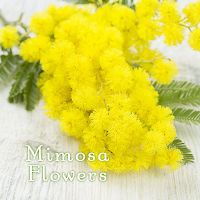 Cute Theme-Mimosa Flowers-