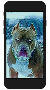 Pitbull Dog Wallpapers