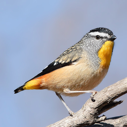 Australian Birds Sounds Pro  Icon