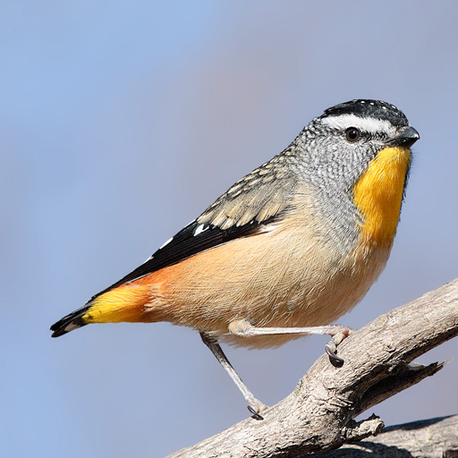 Australian Birds Sounds Pro logo
