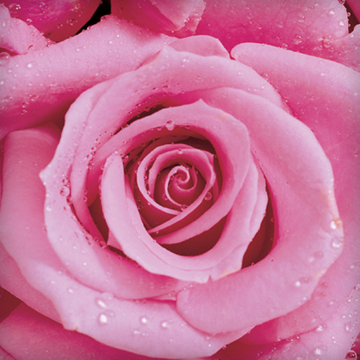 Rose Live Wallpaper logo