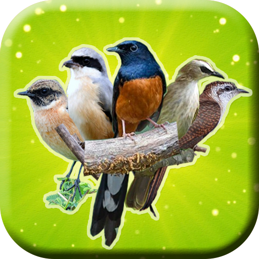 Suara Pikat Burung Liar Mp3 logo