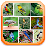 Canto dos pássaros Brasileiros Offline icon