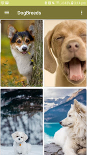 Dog Breeds-Cute Dogs Wallpaper 2.0 APK + Mod (Free purchase) for Android