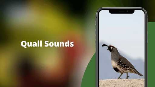Android application Quail Sounds & Calls screenshort