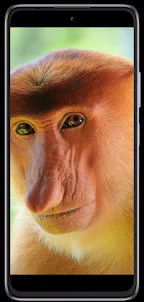 Monkey phone wallpapers