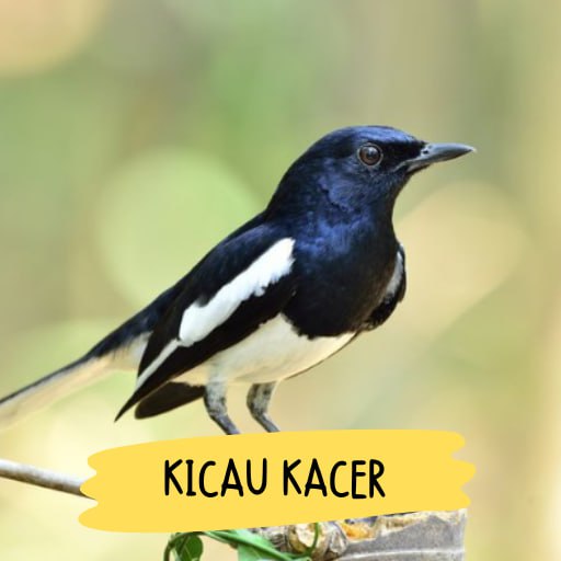 Suara Burung Kacer Gacor