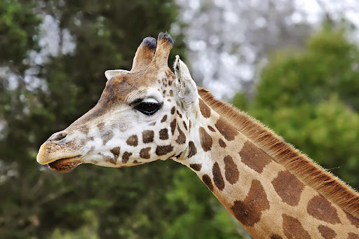 Android application Giraffe Wallpapers screenshort