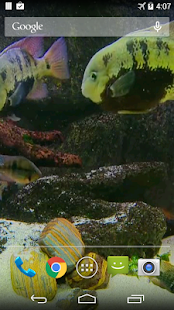 Fish Tank Live Wallpaper(圖1)-速報App