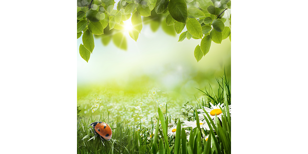 Tận hưởng không khí mùa xuân với Green Spring Live Wallpaper với những hình nền xanh rực rỡ, tươi sáng và đầy sức sống.