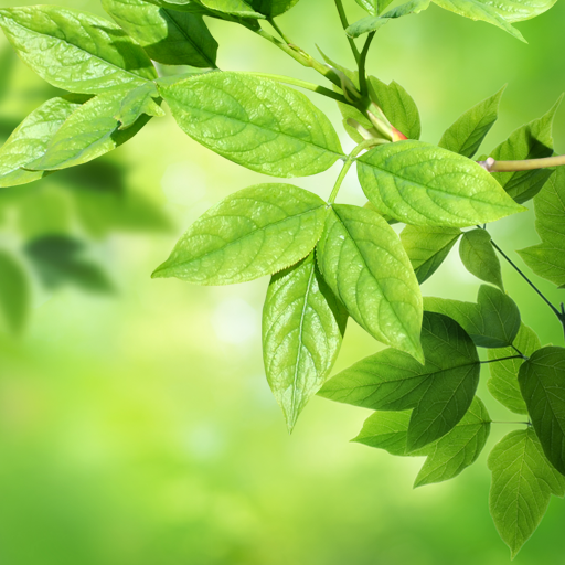 Leaves Live Wallpaper logo