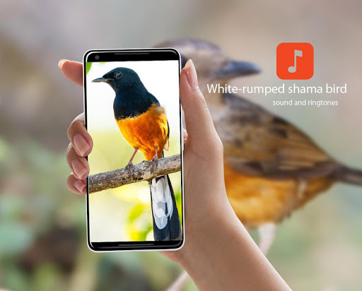 White-rumped shama bird sounds Screenshot 1 - AppWisp.com