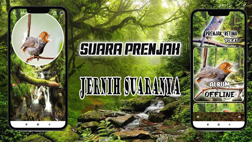 Suara Prenjak Betina Pikat