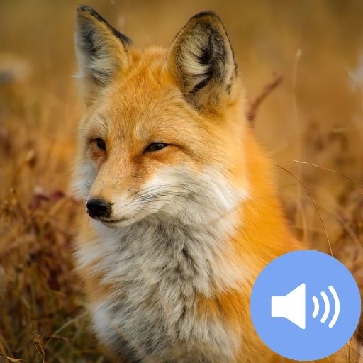 Fox Sounds and Wallpapers Download on Windows