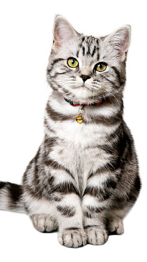 Android application American Shorthair screenshort