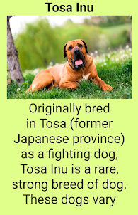 Popular dog breeds