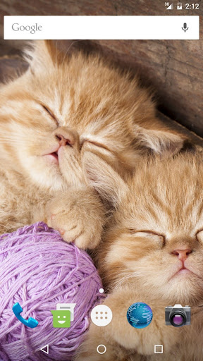 Wallpapers Kitty Screen 2