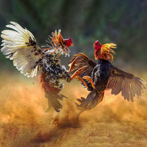 Farm Rooster Ring Fighting Download on Windows