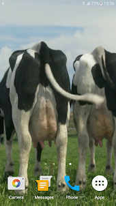 Смешные коровы живые обои