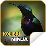 Masteran Hummingbirds Ninja icon