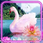 Cover Image of Unduh Swans Melody  APK
