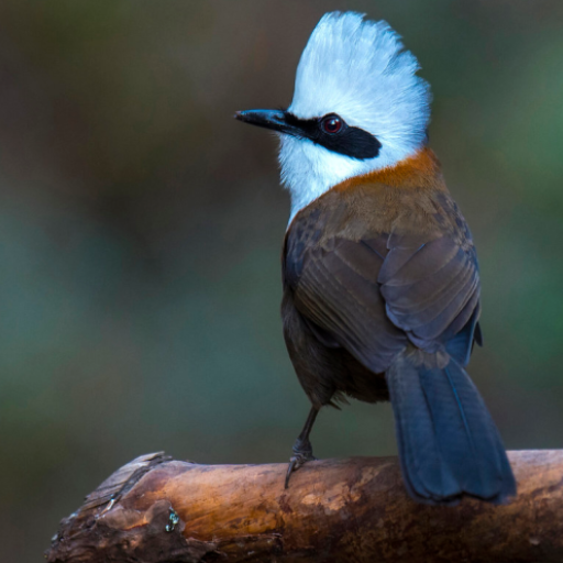 Laughing thrush sounds logo