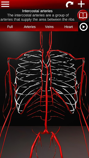 Circulatory System 3D Anatomy Screen 3