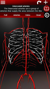 Circulatory System in 3D (Anatomy)