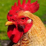 Cover Image of Tải xuống Rooster Sounds - Morning Alarm  APK