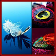 HD Peacock Feather wallpaper Backgrounds Gallery 5 Icon