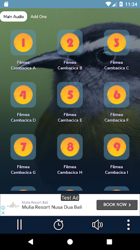 Fêmea de Cambacica Chamando Screen 3