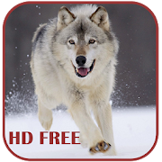 Wolf Live Wallpaper 1.0 Icon