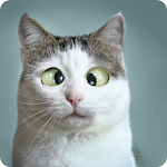 Cover Image of Download Funny Cat Videos~Cat Voice  APK