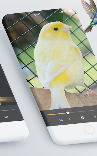 Canary Songs: Melodies Screen 2