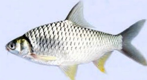 The Secret Of The Accurate Fis