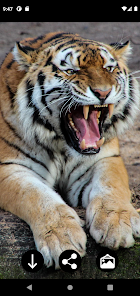 Screenshot 14 Fondos de animales depredadore android