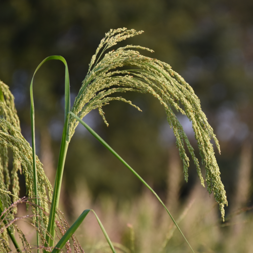 Phule Little MIllet logo