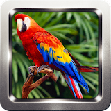 Parrot Bird Sounds icon