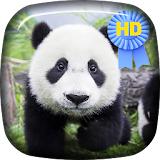 Cute Panda Bear Live Wallaper icon