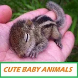 Cute Baby Animals Picture icon