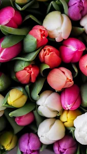 Fonds d'écran tulipe