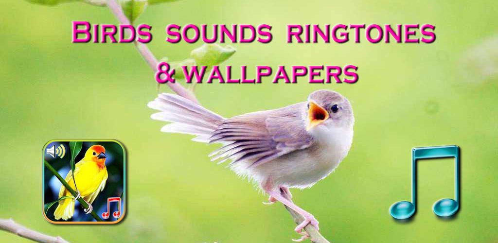 Птичка приложение акции. Рингтон птичка. Приложение с птицей. Аудио звук птицы. Птичка приложение название.